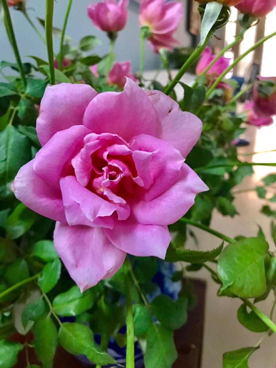 The Rose Home Ханой Экстерьер фото